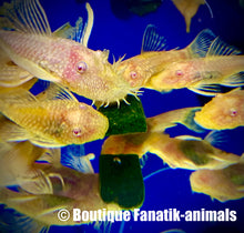 Charger l'image dans la galerie, Ancistrus mangeant le Repashy Bottom Scratcher