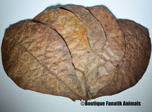 Charger l'image dans la galerie, Feuilles de catappa discus betta crevette