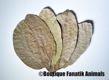 Charger l'image dans la galerie, feuille de goyave aquarium crevette