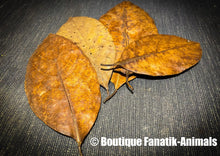 Charger l'image dans la galerie, Feuilles de Jacquier pour aquarium