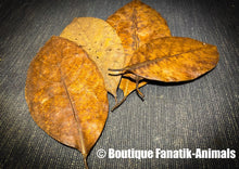 Charger l'image dans la galerie, Feuilles de Jacquier pour aquarium