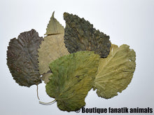 Charger l'image dans la galerie, feuille de murier aquarium crevette