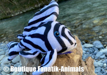 Charger l'image dans la galerie, Hypancistrus Zebra L46
