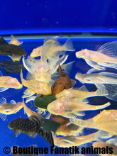 Charger l'image dans la galerie, Les Ancistrus mangeant le Repashy Bottom Scratcher