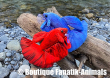 Charger l'image dans la galerie, PELUCHE POISSON COMBATTANT