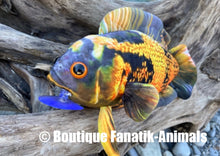 Charger l'image dans la galerie, Peluche poisson Oscar