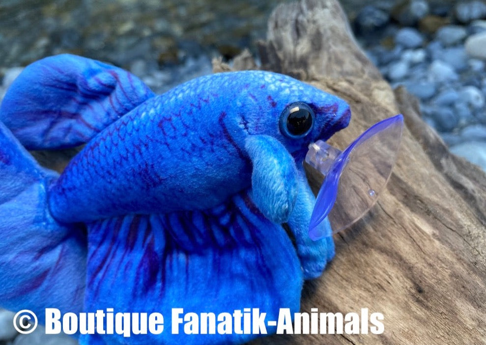 Poisson combattant bleu rare - Fanatik-Animals – Fanatik animals