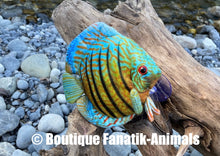 Charger l'image dans la galerie, Poisson Discus sauvage