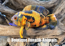 Charger l'image dans la galerie, Poisson Oscar Astronotus ocellatus