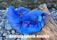 Charger l'image dans la galerie, Poisson combattant halfmoon bleu