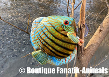 Charger l'image dans la galerie, Poisson discus sauvage 16cm peluche