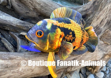 Charger l'image dans la galerie, Poisson oscar en peluche Astronotus ocellatus