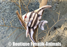 Charger l'image dans la galerie, Poisson scalaire adulte