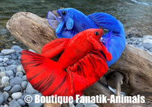 Charger l'image dans la galerie, Poissons combattants