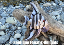 Charger l'image dans la galerie, Scalaire poisson amazonien