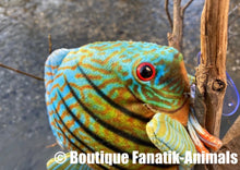 Charger l'image dans la galerie, Symphysodon discus sauvage en peluche