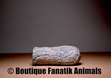 Charger l'image dans la galerie, Tube de ponte Ancistrus 12,5 cm reproduction