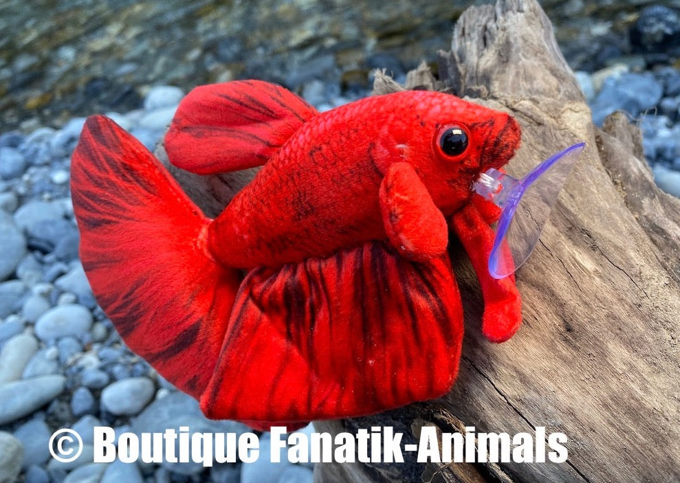 Poisson combattant rouge rare - Fanatik-animals – Fanatik animals