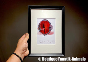 Illustration encadrée Discus Ica Type Red