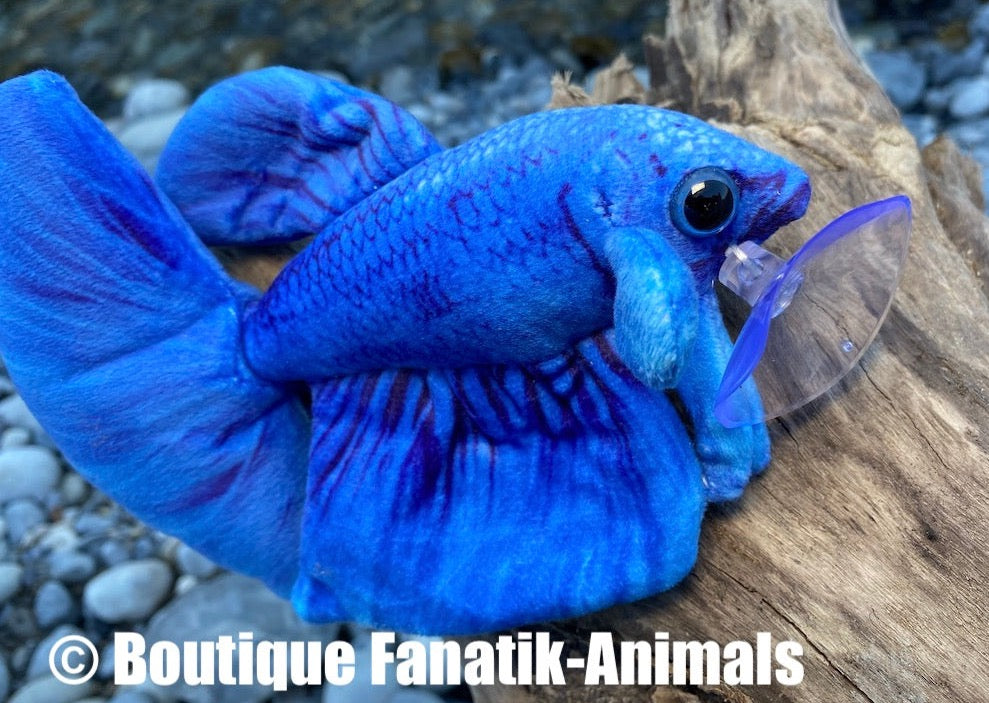 Poisson combattant bleu rare - Fanatik-Animals – Fanatik animals