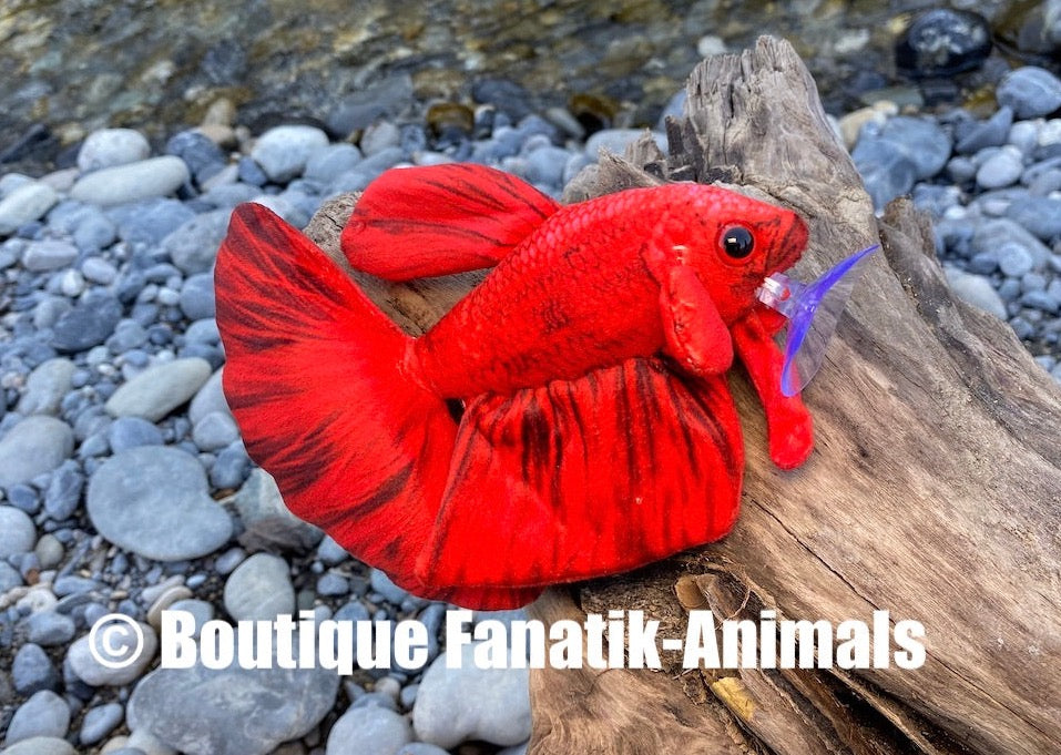 Poisson combattant rouge rare - Fanatik-animals – Fanatik animals